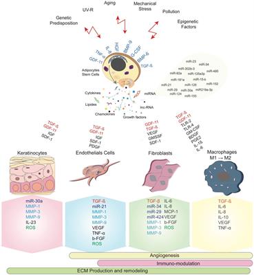 Adipose Stem Cell-Based Treatments for Wound Healing